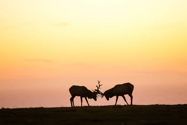 Silhouette of deer on beautiful sky background — Stock Photo, Image