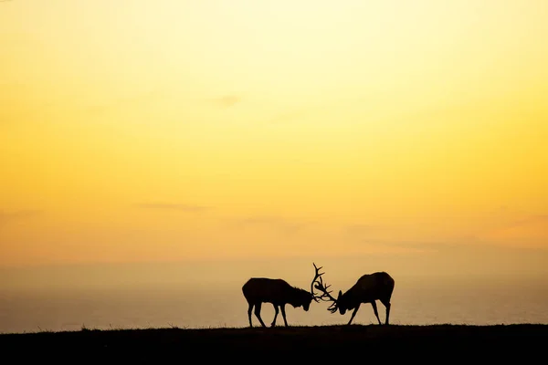 美丽天空背景下鹿群的轮廓 — 图库照片