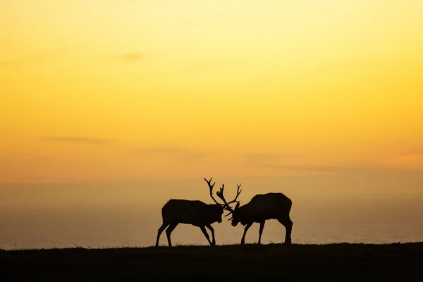 Silhouette of deer on beautiful sky background — Stock Photo, Image