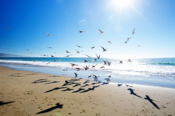 Beautiful view of the ocean with seagulls — Stock Photo, Image