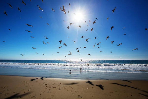 Hermosa vista del océano con gaviotas — Foto de Stock