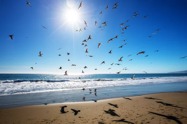 Beautiful view of the ocean with seagulls — Stock Photo, Image