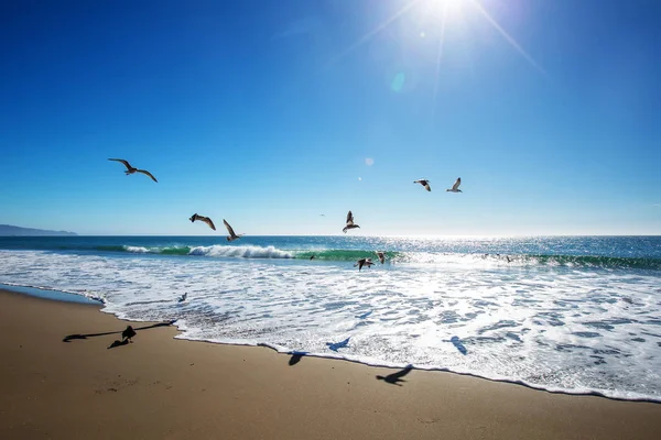 Garçon heureux et libre sur la plage avec des mouettes — Photo