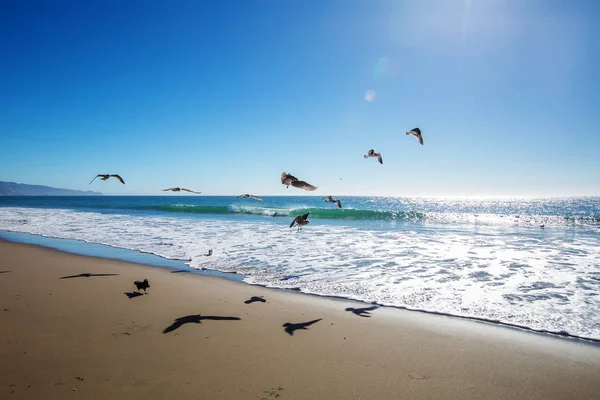 Garçon heureux et libre sur la plage avec des mouettes — Photo