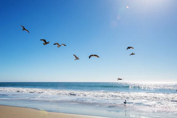 Beautiful view of the ocean with seagulls — Stock Photo, Image