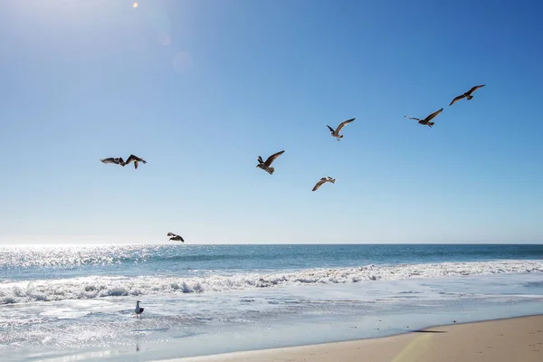 Beautiful view of the ocean with seagulls — Stock Photo, Image