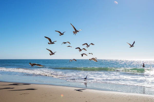 Beautiful view of the ocean with seagulls — Stock Photo, Image