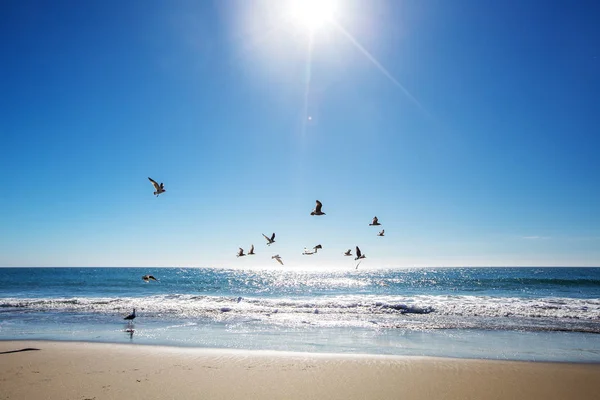 Beautiful view of the ocean with seagulls — Stock Photo, Image