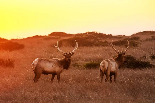 Silhouette of deer on beautiful sky background — Stock Photo, Image