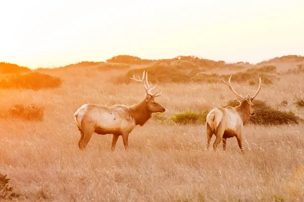 Silhouette of deer on beautiful sky background — Stock Photo, Image