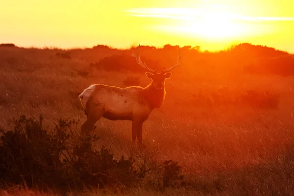 Silhouette of deer on beautiful sky background — Stock Photo, Image