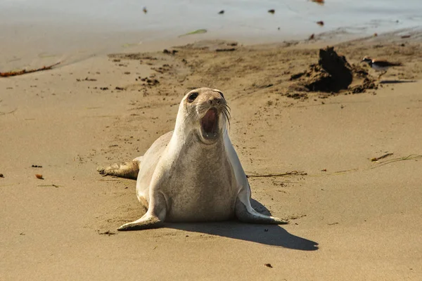 Γούνα φώκιας στον ωκεανό — Φωτογραφία Αρχείου