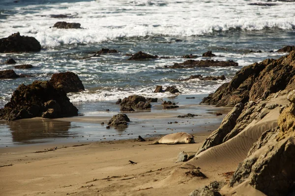 Foca pelliccia sull'oceano — Foto Stock