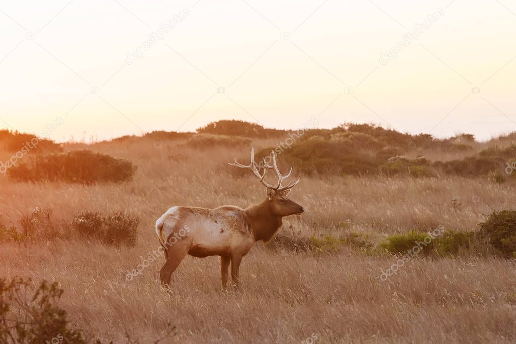 silhouette of deer on beautiful sky background