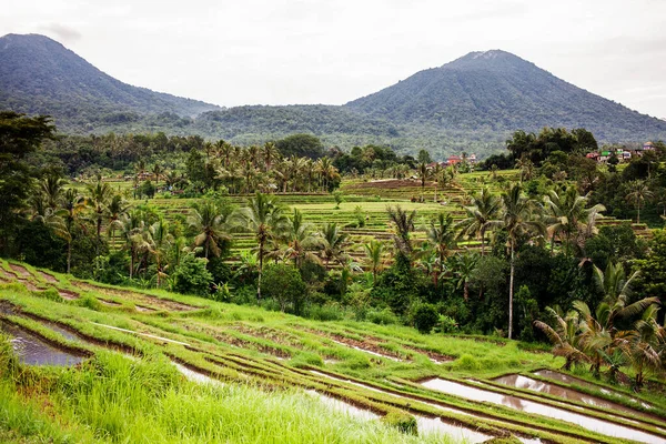 Вид Рисові Тераси Ятілувії Балі Індонезія — стокове фото
