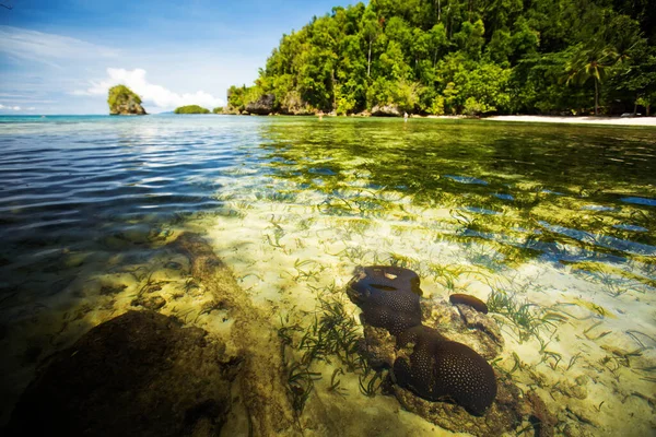 Scénický Togejský Ostrov Sulawesi Indonésie — Stock fotografie