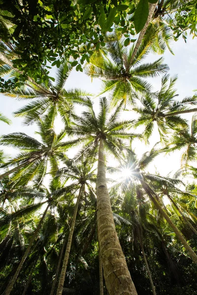 Matahari Berjalan Melalui Daun Daun Palem — Stok Foto