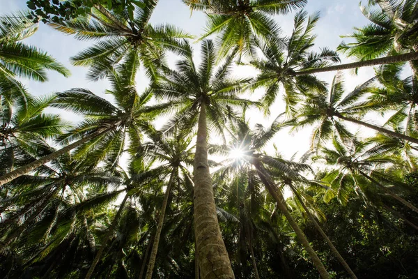 Matahari Berjalan Melalui Daun Daun Palem — Stok Foto