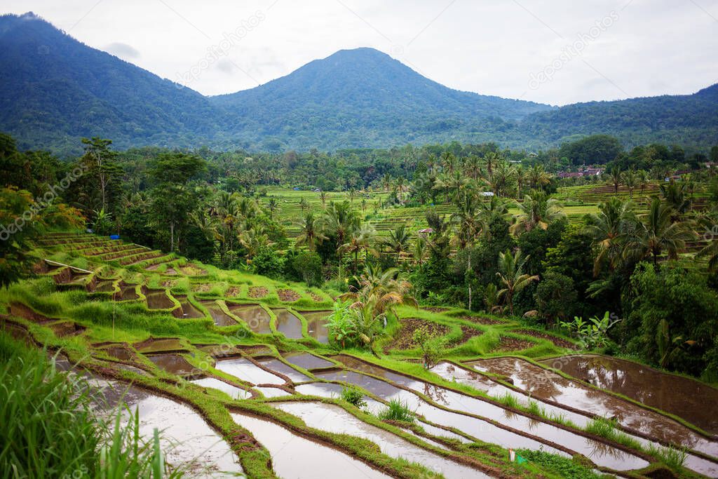 View to Jatiluwih rice terraces, Bali, Indonesia
