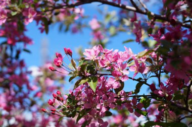 Pembe elma ağacı çiçek açan