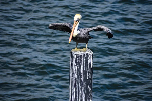 Augustine Florida January 2019 Pelican Opening Wings Blue Sea Background — Stock Photo, Image