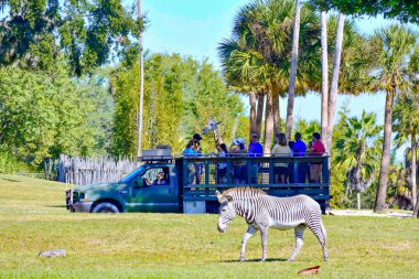 Tampa, Florida. 26 Aralık 2018. Bir zürafa gözlemleyerek bir safari turu zevk insanlar. Güzel zebra Bush bahçeleri Tampa Bay Tema Parkı, ön planda.