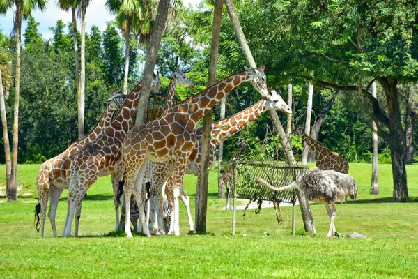 Tampa Florida Dezembro 2018 Girafas Comer Com Rhea Pennata Bush — Fotografia de Stock