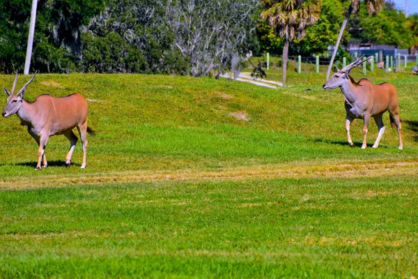 Tampa Florida Dezembro 2018 Antílopes Sable Andando Pradaria Verde Bush — Fotografia de Stock