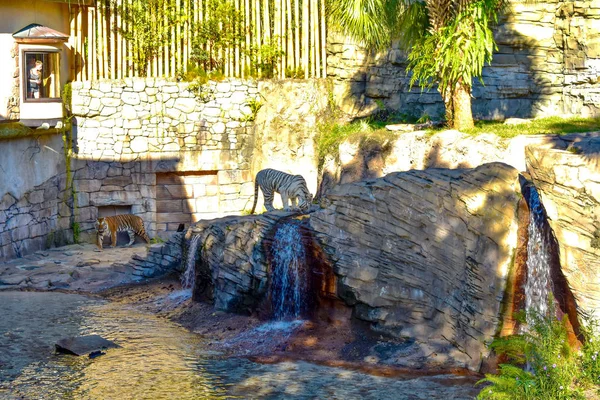 Tampa Florida Diciembre 2018 Tigre Bengala Agua Potable Tigre Blanco — Foto de Stock