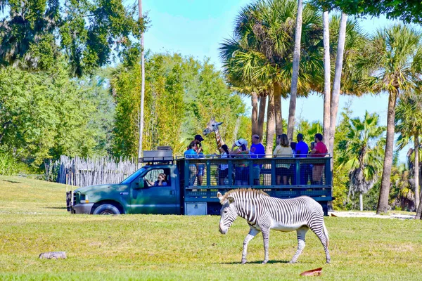 Tampa Florida Dezember 2018 Leute Genießen Eine Safari Tour Und — Stockfoto