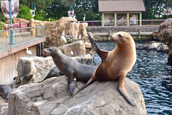 Orlando Florida Octubre 2018 Aleta Móvil Del León Marino Pidiendo —  Fotos de Stock