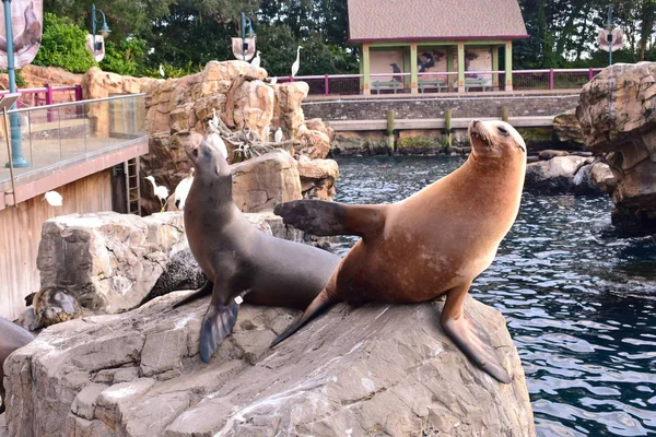 Orlando, Florida. 19 Ekim 2018 deniz aslanı gıda Pasifik noktası deniz Tema parkı Internationa korumak için dikkat gerektiren.