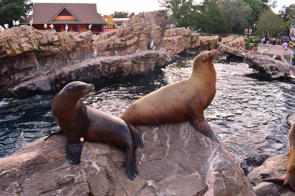 Orlando, Florida. 19 Ekim 2018 deniz aslanları kaya Tema Park International Drive alanda dinlenme..