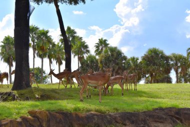 Tampa, Florida. 06 Ekim 2018. Bush bahçeleri Tampa Bay, palmiye ağaçları ile yeşil çayır nyalas.