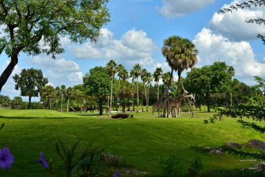 Tampa, Florida. 06 Ekim 2018 zürafalar güzel savana doğal sahne Bush bahçeleri Tampa Bay Tema Parkı.