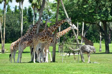 Tampa, Florida. 06 Ekim 2018 zürafalar Rhea Pennata, Bush bahçeleri Tampa Bay Tema parkı ile yemek