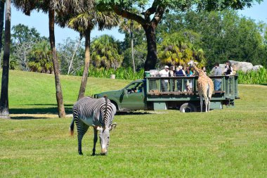 Tampa, Florida. Grup safari turu sırasında insan ile 25 Ekim 2018 güzel zürafa. ' Bush bahçeleri Tampa Körfezi'ndeki ön planda defocused zebra.
