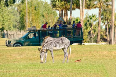  Tampa, Florida. 25 Ekim 2018 kişi oynarken zürafa Serengeti Safari. Ön planda gördüğümüz güzel bir zebra at Bush bahçeleri Tampa Bay