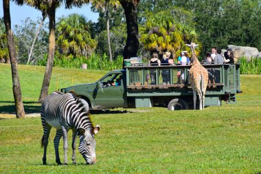 Tampa, Florida. 25 Ekim 2018. Zürafa besleme safari turu insanlar. Zebra ön planda defocused. Bush bahçeleri Tema Parkı