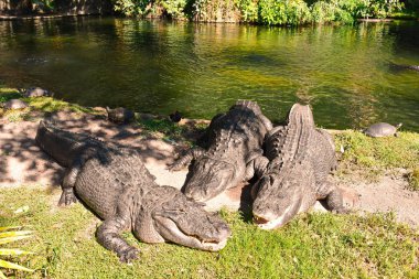 Tampa, Florida. October 25, 2018. Alligators relaxing on the side of a lagoon at Bush Gardens Tampa Bay clipart