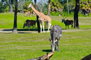Tampa, Florida. 25 Ekim 2018. Zebra, zürafa ve antilop at Bush bahçeleri Tampa Bay yeşil çayır üzerinde.