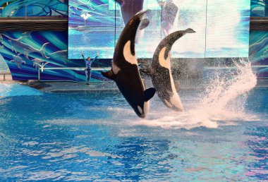 Orlando, Florida. Bir okyanus Seaworld's imza katil balina atlama 09 Eylül 2018 iki balina