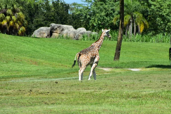 Tampa Florida Outubro 2018 Girafa Caminhando Pelo Prado Verde Bush — Fotografia de Stock