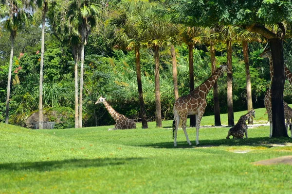 Тампа Флорида Октября 2018 Года Жирафы Красивым Лесом Пальмами Заднем — стоковое фото