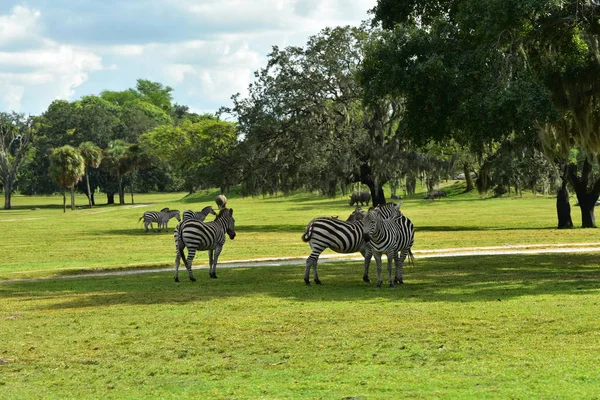 Tampa Florida October 2018 Zebras Hippos Beatiful Natural Scenery Bush — Stock Photo, Image