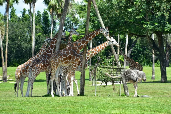 Tampa Florida Ekim 2018 Zürafalar Rhea Pennata Bush Bahçeleri Tampa — Stok fotoğraf