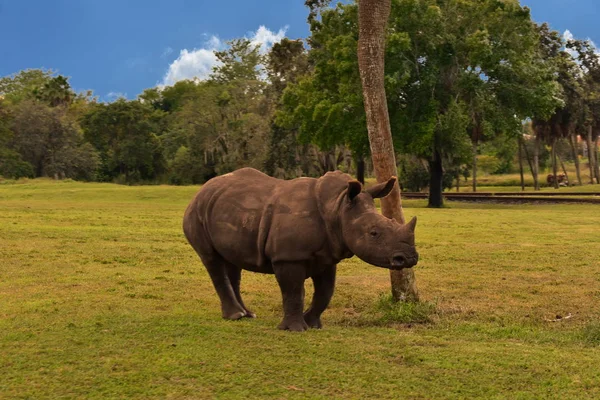 Tampa Florida Outubro 2018 Jovem Rinoceronte Prado Verde Floresta Verde — Fotografia de Stock