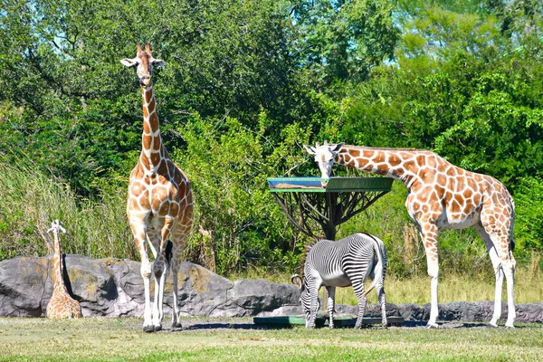 Tampa Florida October 2018 Giraffes Zebra Feeding While Antelope Walks — Stock Photo, Image