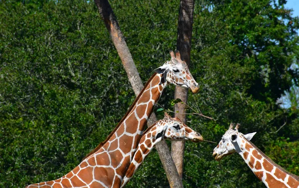 Tampa Florida Outubro 2018 Vista Superior Girafas Agradáveis Bush Gardens — Fotografia de Stock
