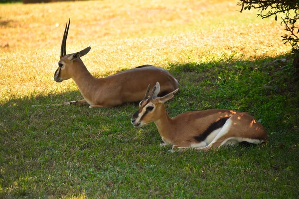 Tampa Florida October 2018 Beautiful Gazelles Relaxing Green Meadow Bush — Stock Photo, Image